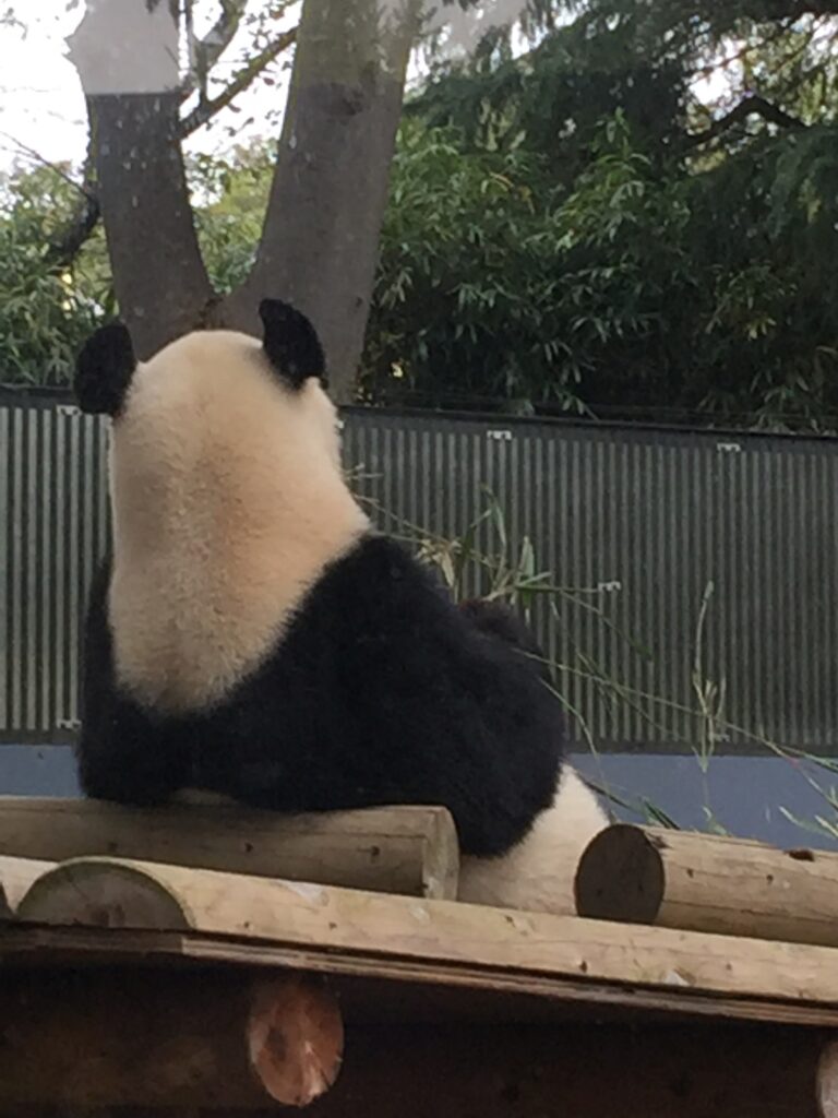 上野動物園のパンダ シャンシャンとシンシンの2ショット写真が絶妙過ぎて癒されます わんこ道