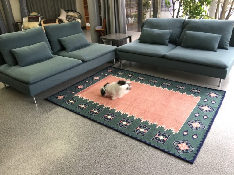 「猫がイキイキ」 IKEA ソーデルハムン ソファセット