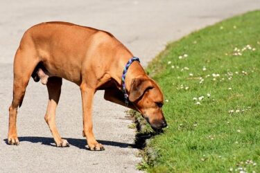 犬の散歩は危険だらけ？！草を食べたがる時の解決法！
