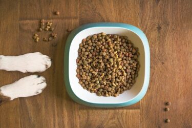 愛犬に手作りトッピング！簡単な作り方と注意点は？